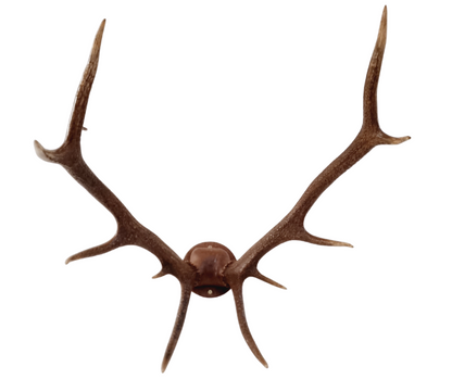 Red deer wall installation