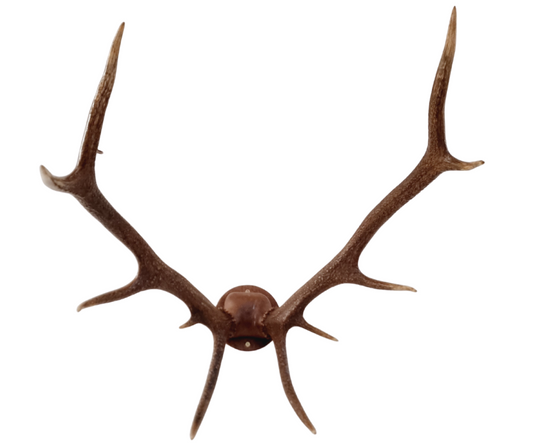 Red deer wall installation